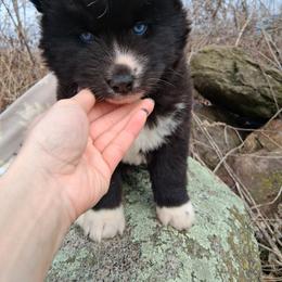 Trinity - Black female Siberian Husky puppy in West Liberty, Ohio from Skyfallsiberians