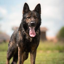 Ex - German Shepherd