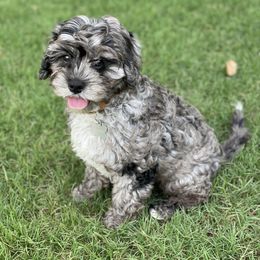 Cavapoo Puppies from Southern Charm Cavapoos