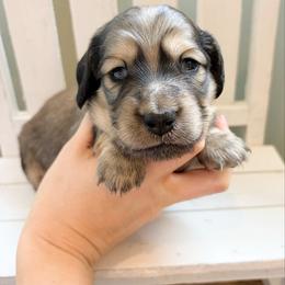 Dash 3500 - Cream male Dachshund puppy in Sylvania, Alabama from Yancey’s Doxies
