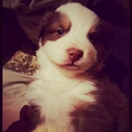 Australian Shepherd Puppies from Johnson Aussies