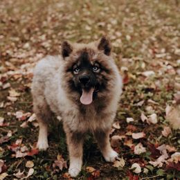 Sora - Agouti and white female Siberian Husky puppy in Solon Springs, Wisconsin from Snowfall Siberians