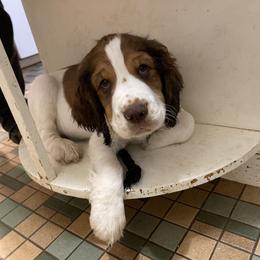 Angel - Boy 5 - Black white and tan English Springer Spaniel puppy in Statesville, North Carolina from Rockin’ Slow Farms