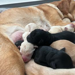 Black Girl 1 - Black female Labrador Retriever puppy in Bend, Oregon from Stirpe Corleone Labradors