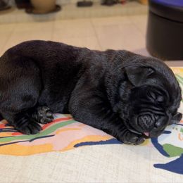 Chiarra - Black female Cane Corso puppy in Las Vegas, Nevada from LV3M Cane Corso