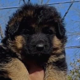 Boy 1 - Black and red German Shepherd puppy in Richfield, Minnesota from Midwest GSD LLC