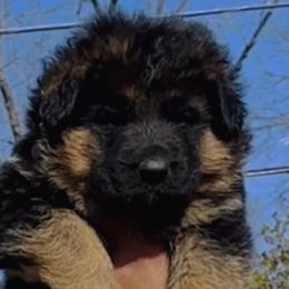 Boy 1 - Black and red German Shepherd puppy in Richfield, Minnesota from Midwest GSD LLC