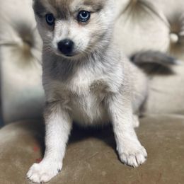 Duke - Tri-color male Pomsky puppy in Burton, Michigan from Snow Shark Pomskys