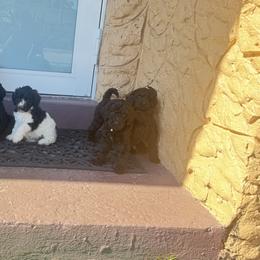 Poodle Puppies from SoFlo Standard Poodles