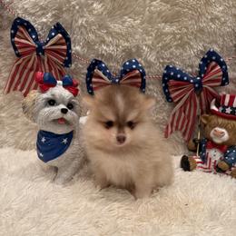Justin - Red and white male Pomsky puppy in Bucyrus, Missouri from Hill Top Pomskies