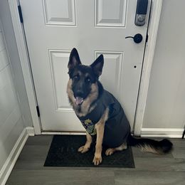 German Shepherd All Grown Up from TDShepherds