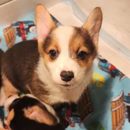 Rey - Black and tan Pembroke Welsh Corgi puppy in Wichita, Kansas from Low Rider Ranch