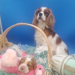 Sophy - Cavalier King Charles Spaniel