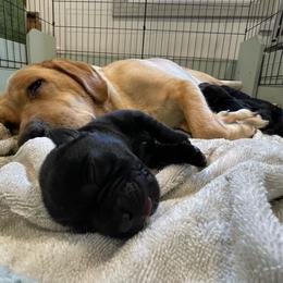 Girl 1 - Black female Labrador Retriever puppy in Arlington, Iowa from Uncle Bucks Labrador Retrievers