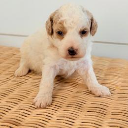Pearl - Parti female Goldendoodle puppy in Livermore, Colorado from Heritage Hills Family Doodles