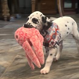 Mr. Goodbar - White and black male Dalmatian puppy in Austin, Texas from Dazzling Dalz