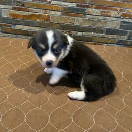 Boy 3 - Black and tan male American Corgi puppy in Visalia, California from VIP Stables