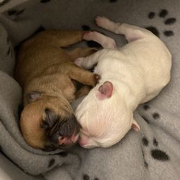 French Bulldog Puppies from Nordic Nuggets