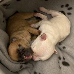 French Bulldog Puppies from Nordic Nuggets