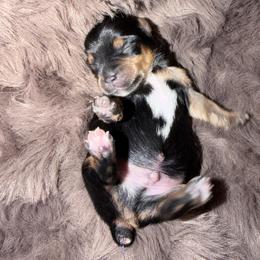 Boy 1 - Black and tan male Yorkshire Terrier puppy in Richland County, South Carolina from Nesha's Pawrific Tails