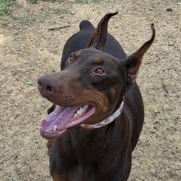 Desi - Doberman Pinscher