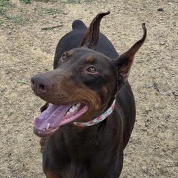 Desi - Doberman Pinscher