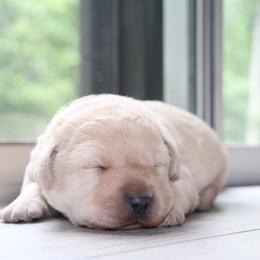 Labrador Retriever Puppies from Kyla Flora