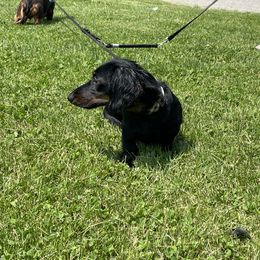 Dachshund Puppies from Cogsworth Cromwell Dachshunds of South West Michigan