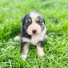 Milka - Red tri-color female Australian Shepherd puppy in Kentland, Indiana from Pine Grove Aussies