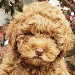 Goldendoodles from Mini Hiker Doodles