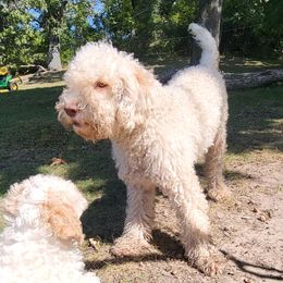Lizzy - Lagotto Romagnolo