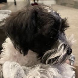 Miniature Schnauzers from Beautiful Love