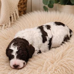 Frieda - Parti female Poodle puppy in Dover, Delaware from Dogtastic Poodles