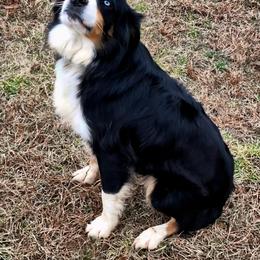 Dani - Australian Shepherd