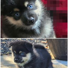 Pomeranian and Pomsky Puppies from Amazing High Desert Pomskys