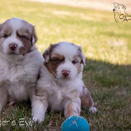 Australian Shepherd Puppies from Cedarville Aussies