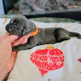 Dasher - Gray male Newfoundland puppy in Ohio from Vermillion Newfoundlands