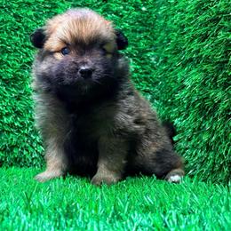 Stella - Orange sable female Pomeranian puppy in Atlanta, Georgia from Merle Paws Pomeranians