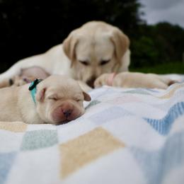 Labrador Retriever Puppies from Pride Rock Labradors