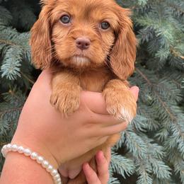 Sugar - Ruby female Cavalier King Charles Spaniel puppy in Caldwell, Idaho from Treasure Valley Poodles