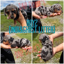 Boy 2 - Dapple male Dachshund puppy in Rushsylvania, Ohio from DNP Doxies