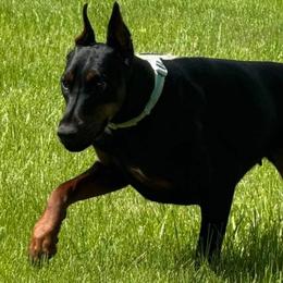 Doberman Pinschers from De luxe dobermans