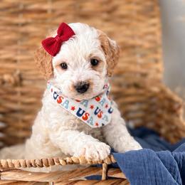Strawberry - Parti female Goldendoodle puppy in Russell Springs, Kentucky from Milk & Honey Doodles