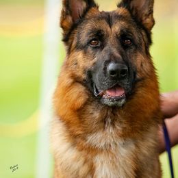 German Shepherd All Grown Up from Jimeni GSD