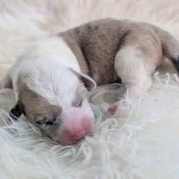 Sweetie - Red merle and white female Cardigan Welsh Corgi puppy in Hotchkiss, Colorado from Bell S Ranch