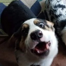 American Corgis and Pembroke Welsh Corgis from 101 Corgis