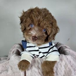 Merlin - Red merle male Aussiedoodle puppy in Haleyville, Alabama from The Cuddly Dood Ranch