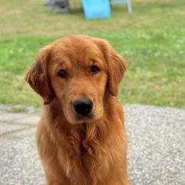 Golden Retriever Puppies from Sound Golden Retrievers