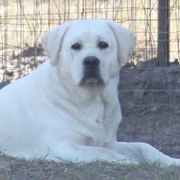 Baymax - Labrador Retriever