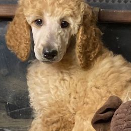 Poodle Puppies from Tails Up Standard Poodles